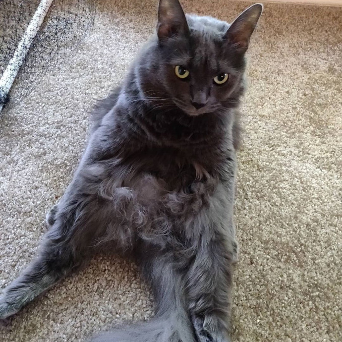 The Kat's Meow - Cat Sitter Kannapolis photo 3