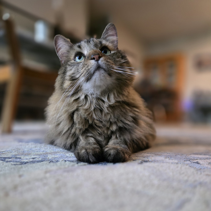 The Kat's Meow - Cat Sitter Kannapolis photo 2