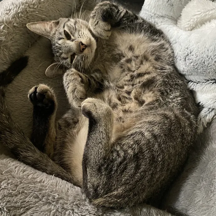 Full-Time Catsitter
