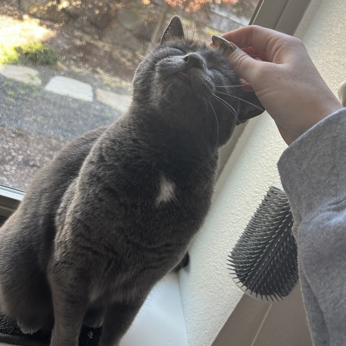 Professional Cat Lover