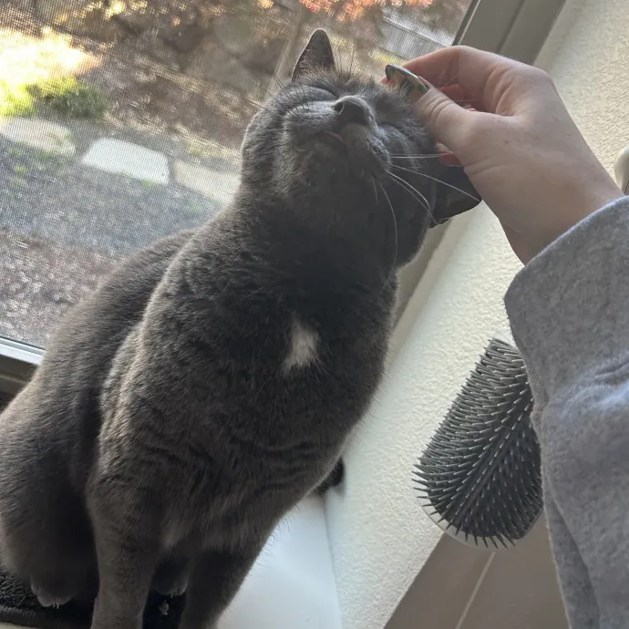 Full-Time Catsitter