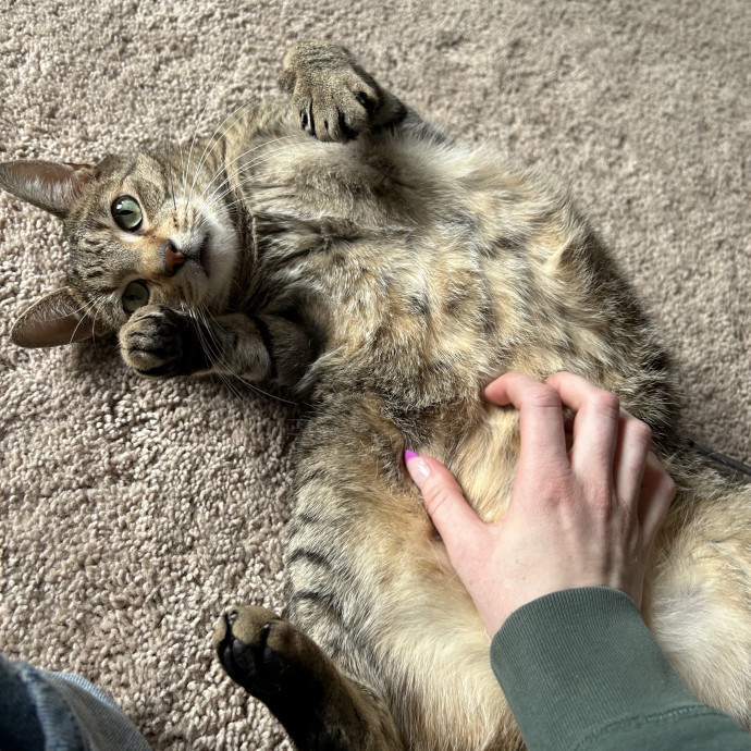 Professional Cat Lover