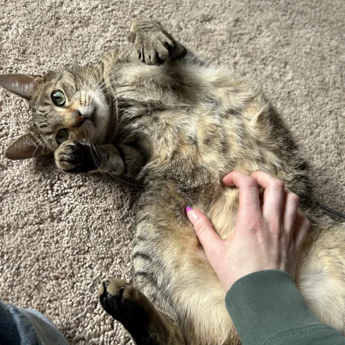 Full-Time Catsitter
