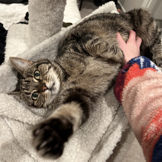 Professional Cat Lover