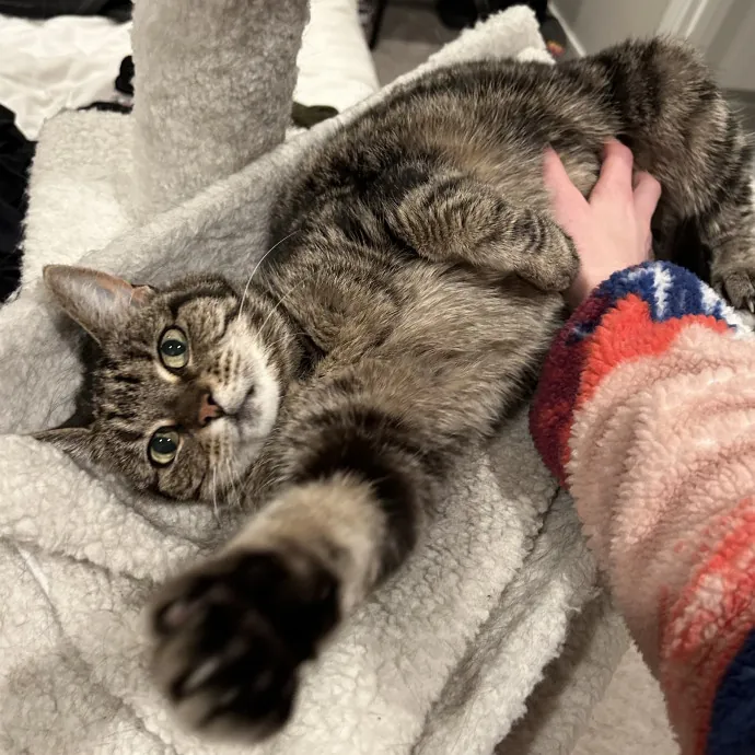 Full-Time Catsitter