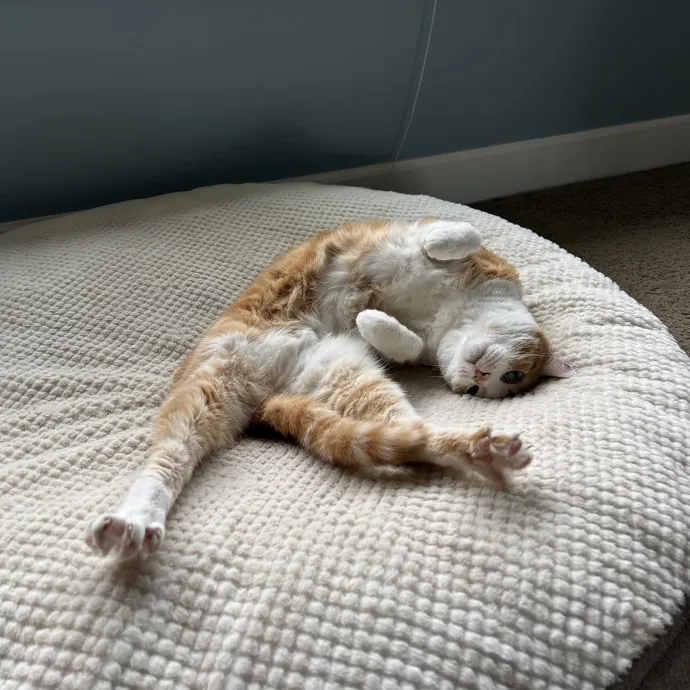 Full-Time Catsitter