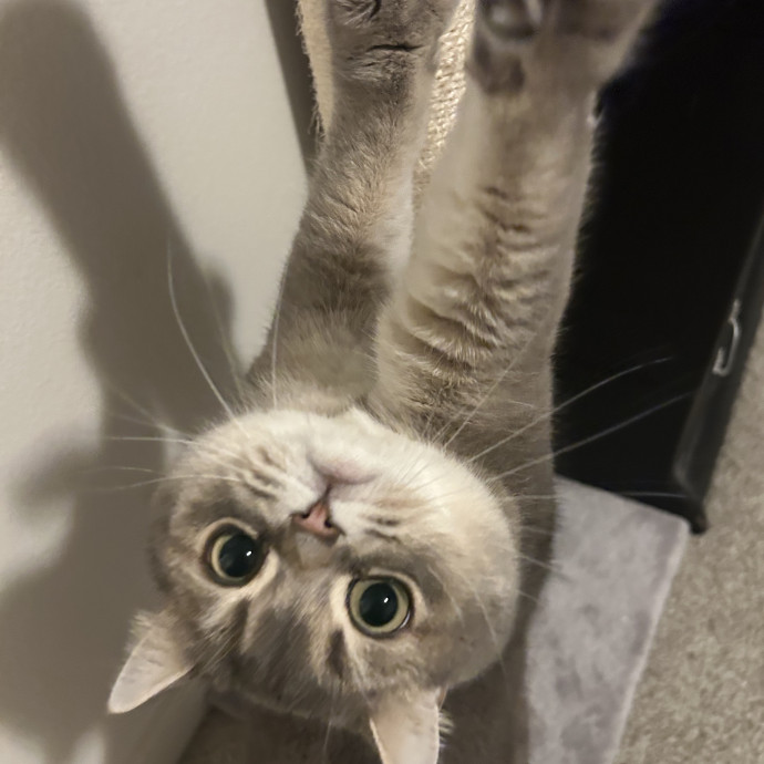 Professional Cat Lover