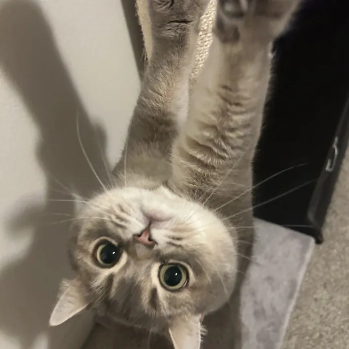 Full-Time Catsitter