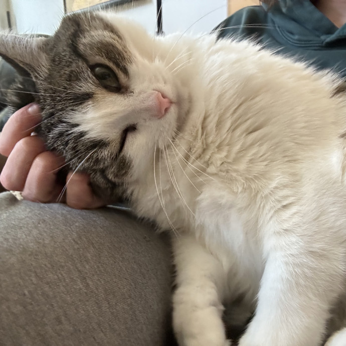 Professional Cat Lover