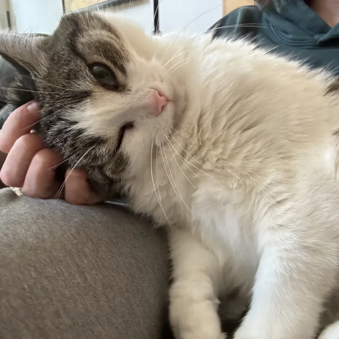 Full-Time Catsitter