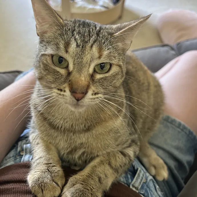 Full-Time Catsitter