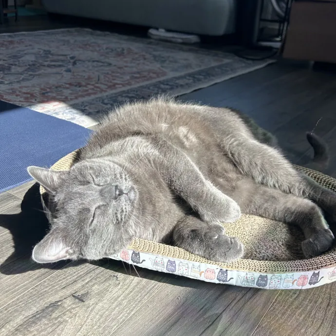 Full-Time Catsitter