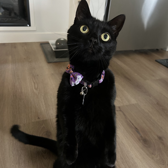 Professional Cat Lover