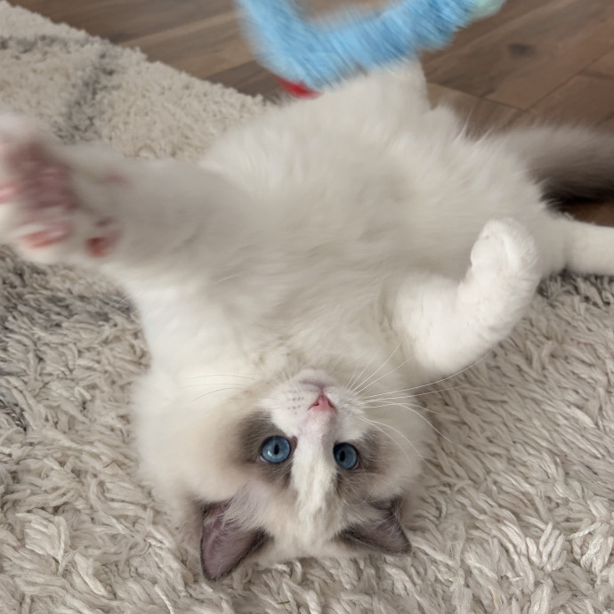Professional Cat Lover