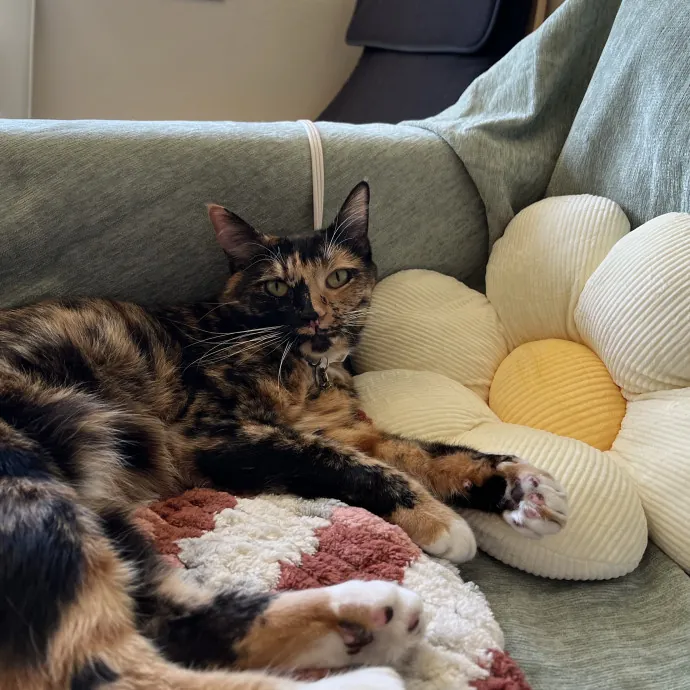 El's Enriching Cat Care photo 4