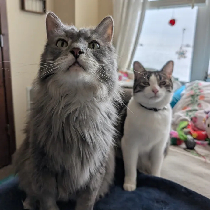 Puurfectly Content Cat Care