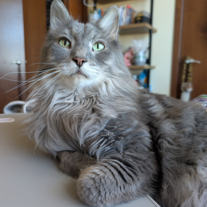 Puurfectly Content Cat Care