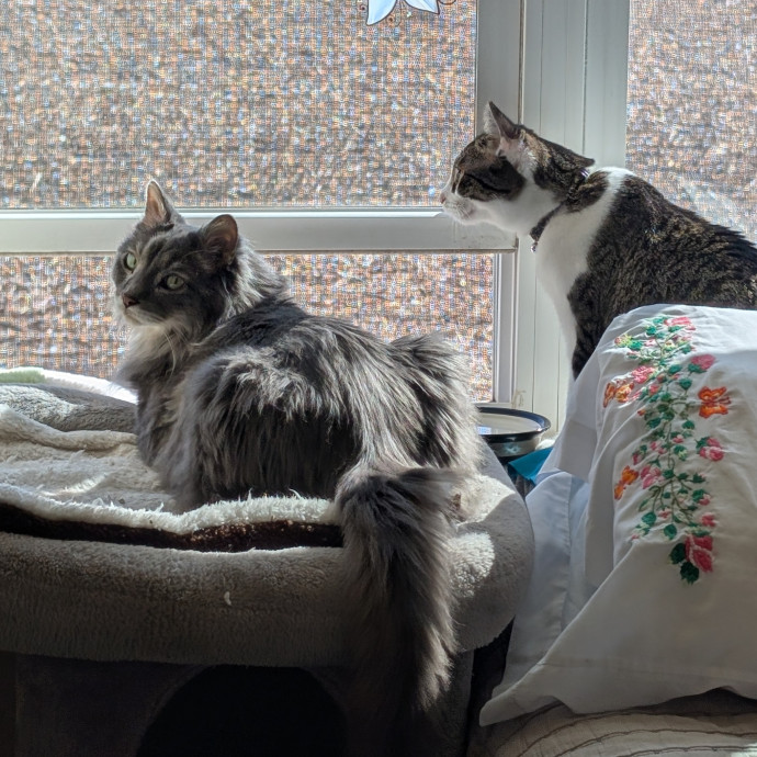 Puurfectly Content Cat Care
