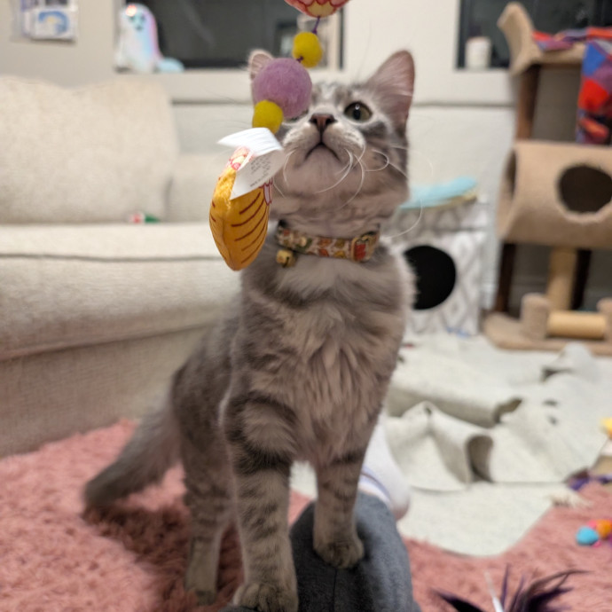 Puurfectly Content Cat Care photo 2