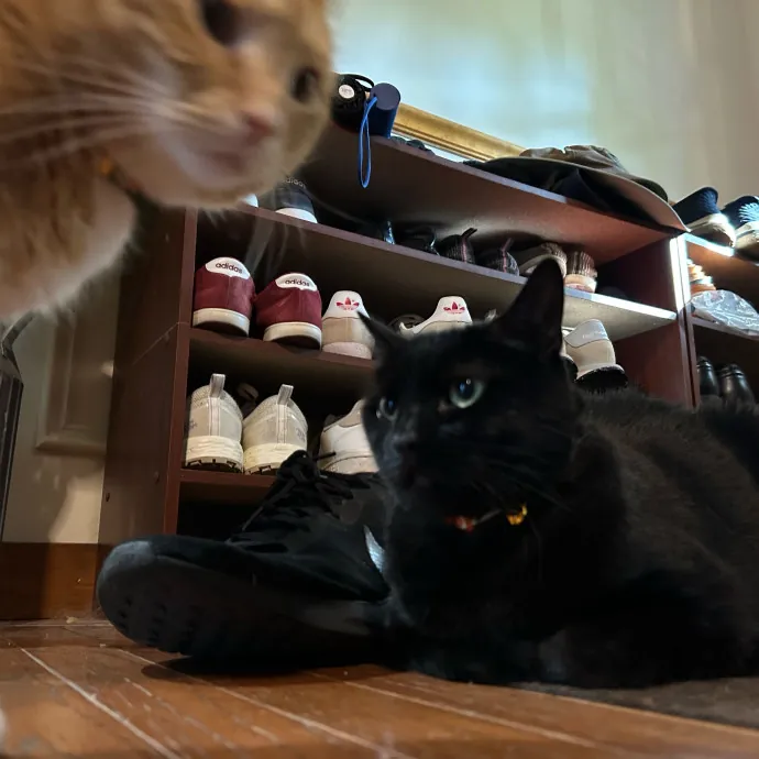 Purrfect Cat Care By Kylie