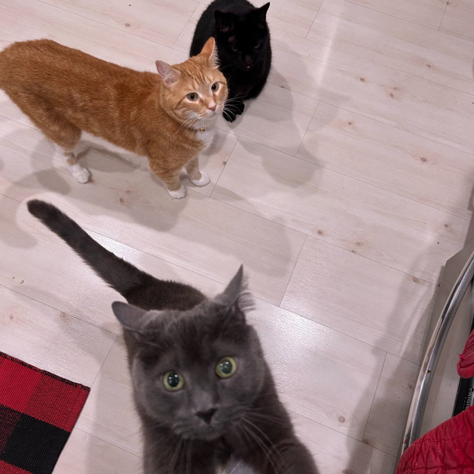 Purrfect Cat Care By Kylie