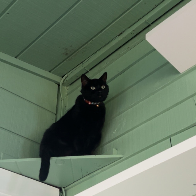 Purrfect Cat Care By Kylie
