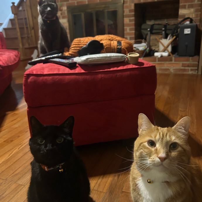 Purrfect Cat Care By Kylie