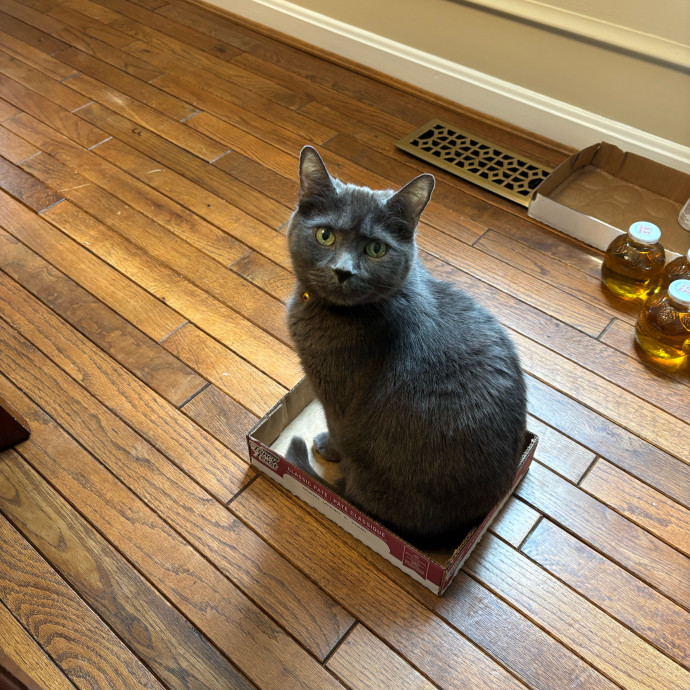 Purrfect Cat Care By Kylie photo 3