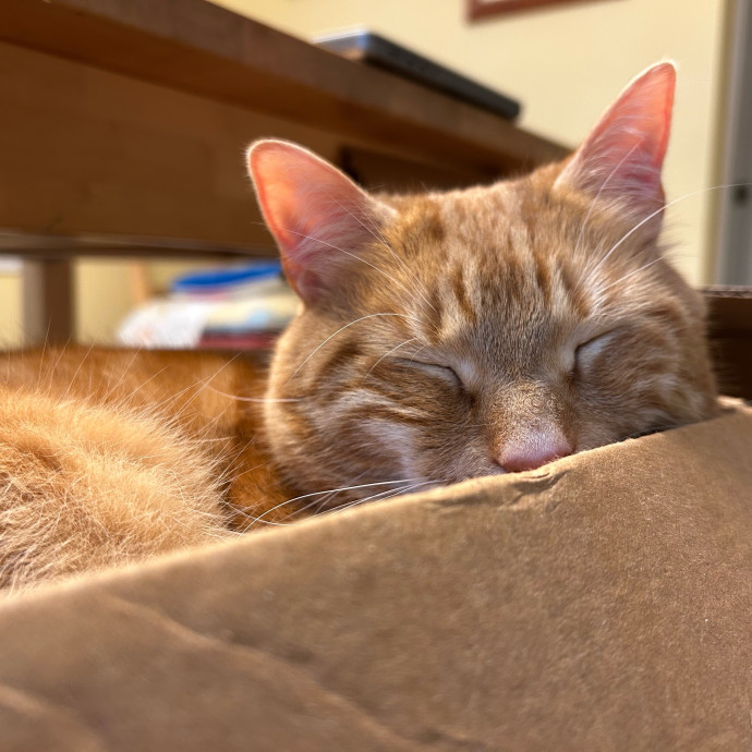 Purrfect Cat Care By Kylie photo 2