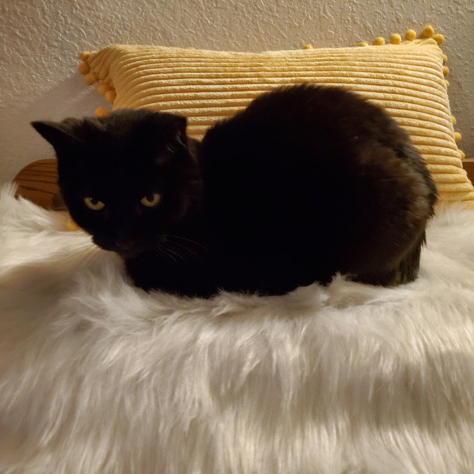 Sittin Kitties