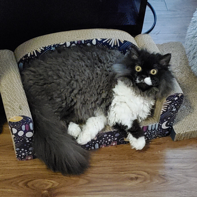 Sittin Kitties