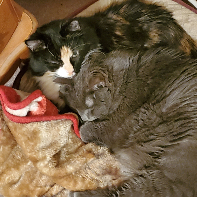 Sittin Kitties