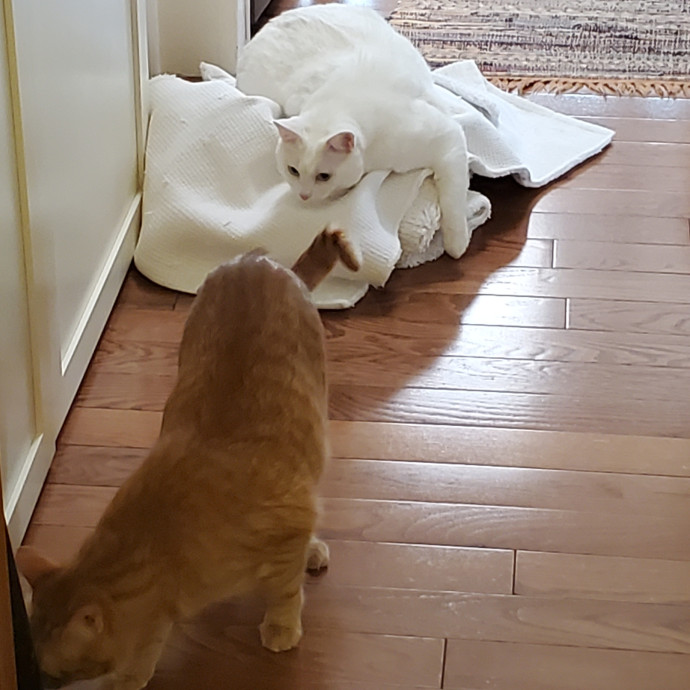 Sittin Kitties