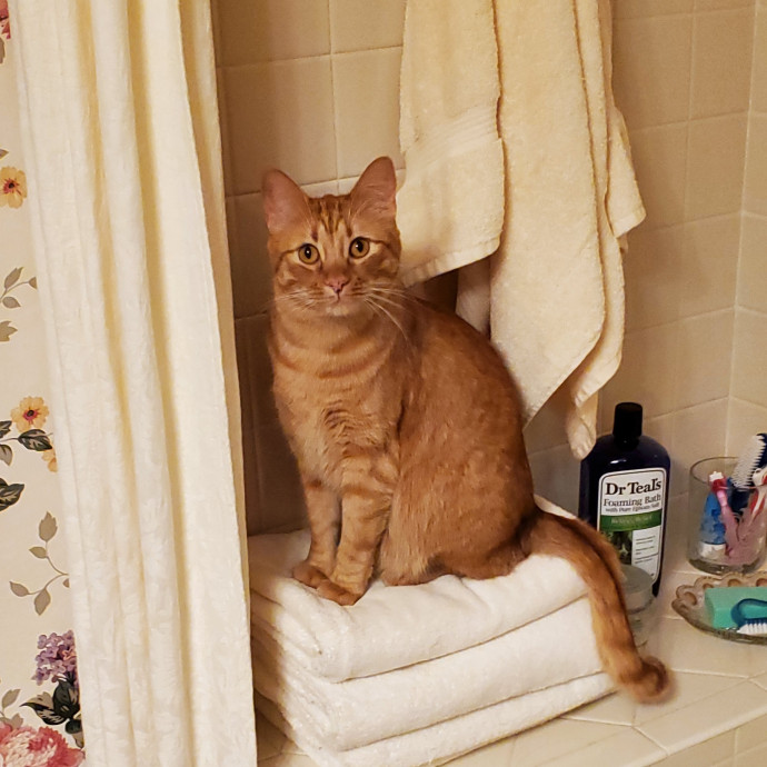 Sittin Kitties
