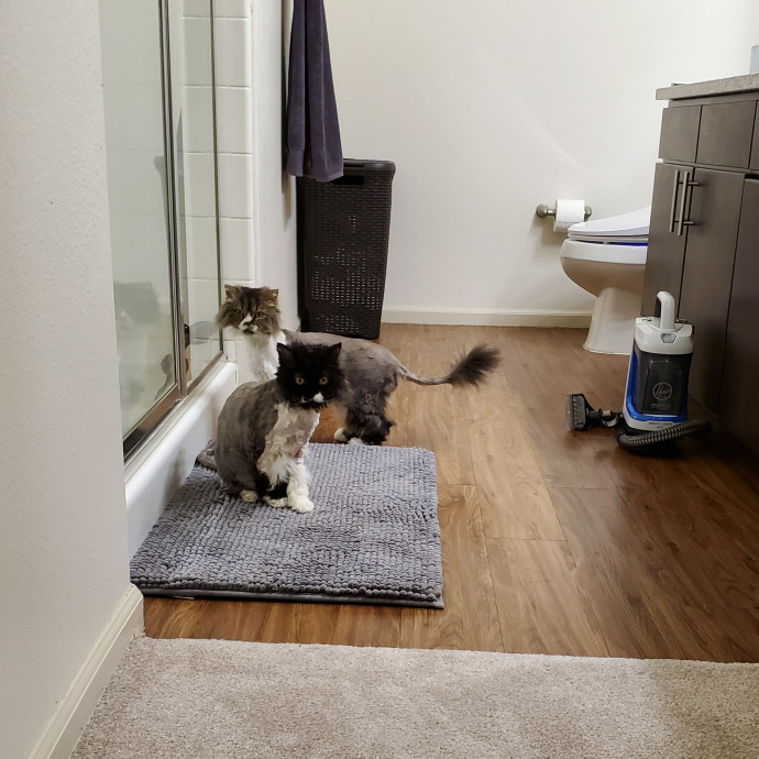 Sittin Kitties