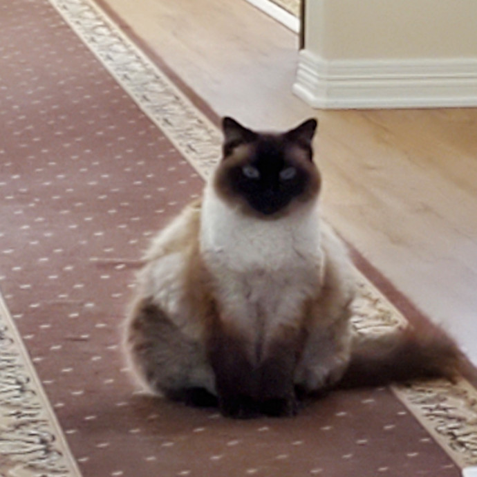 Sittin Kitties