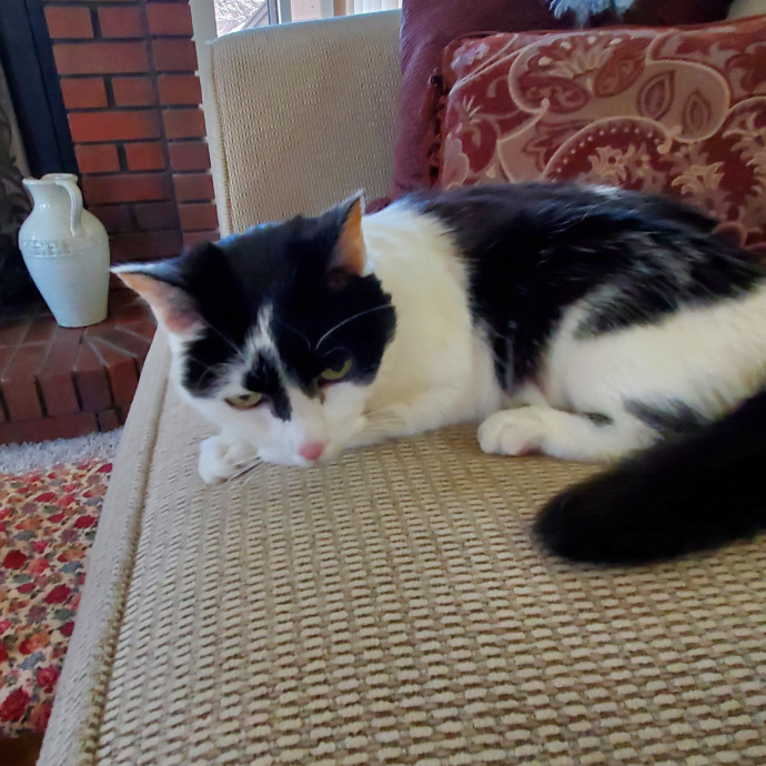 Sittin Kitties