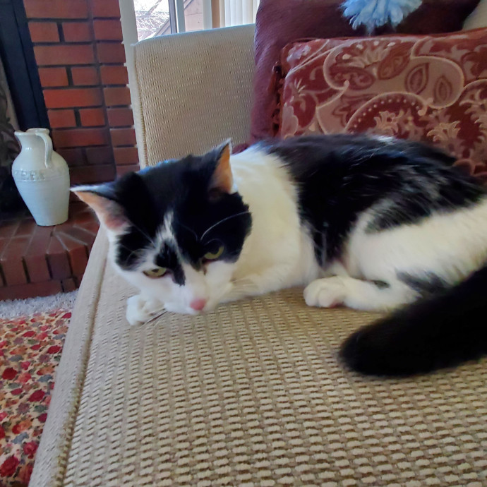 Sittin Kitties