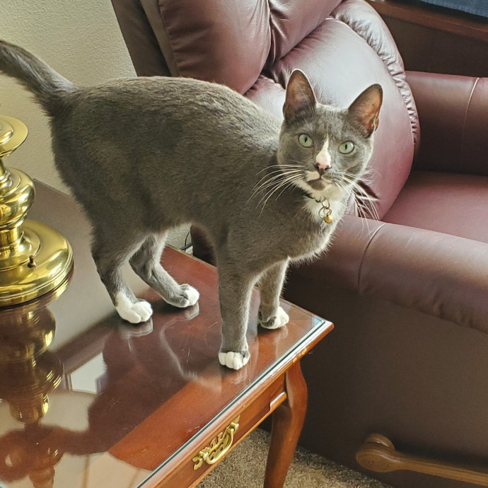 Sittin Kitties