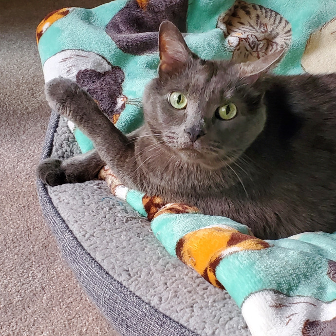 Sittin Kitties