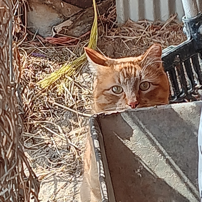 Sittin Kitties