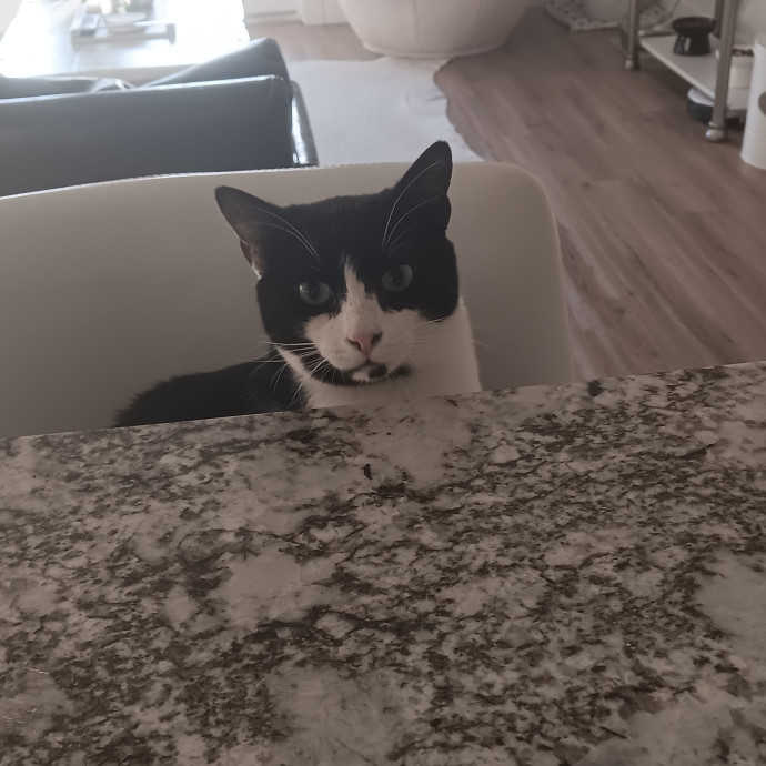 Sittin Kitties