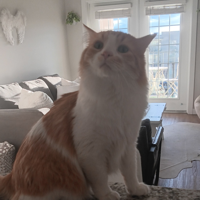 Sittin Kitties
