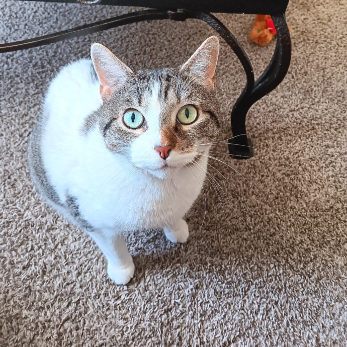 Sittin Kitties