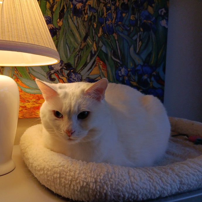 Sittin Kitties
