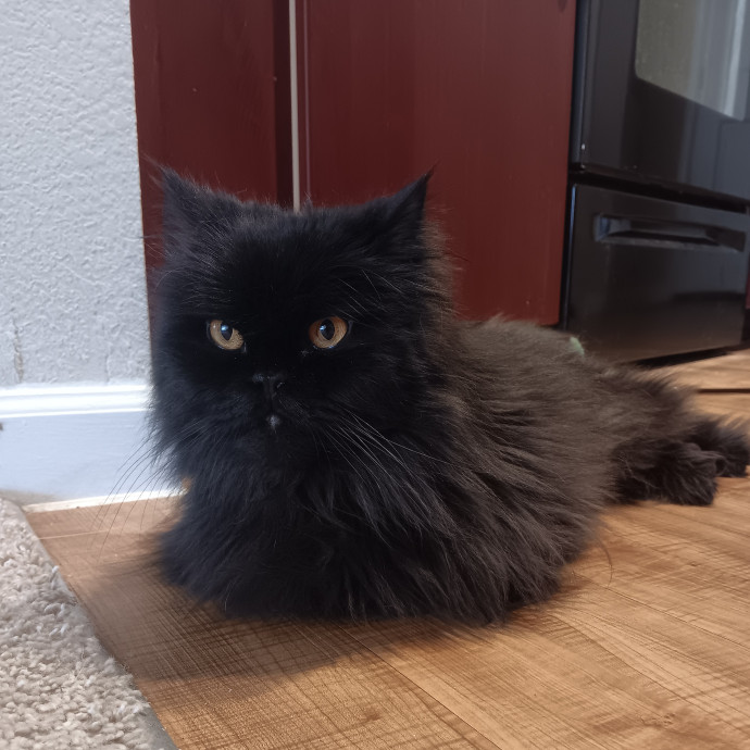 Sittin Kitties