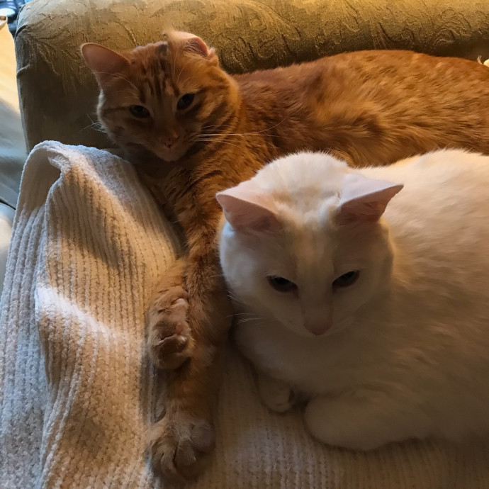 Sittin Kitties