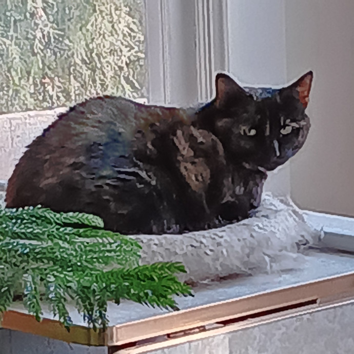 Sittin Kitties