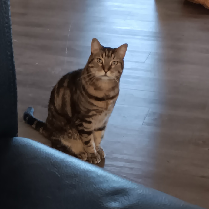 Sittin Kitties