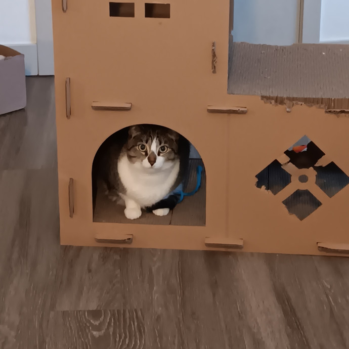 Sittin Kitties